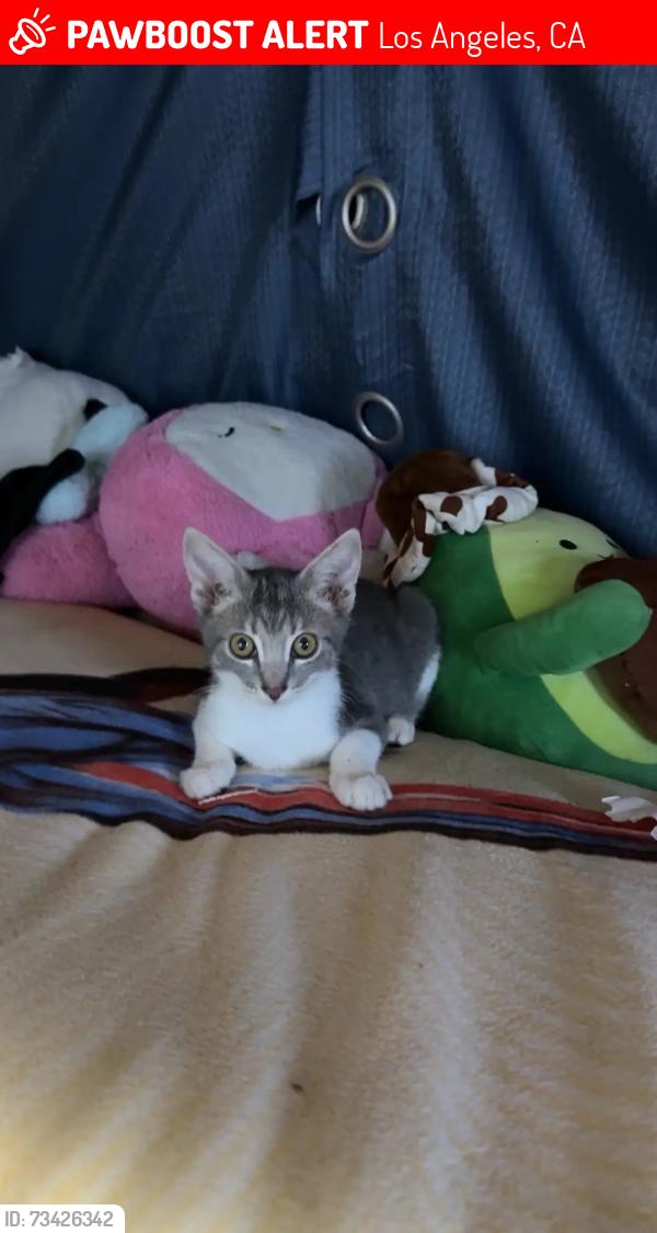 Lost Female Cat last seen Near Hooper AVE, Los Angeles, CA 90001
