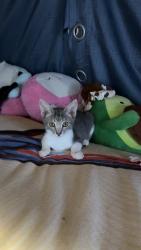 Lost Female Cat last seen Near Hooper AVE, Los Angeles, CA 90001