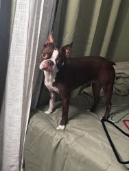 Lost Female Dog last seen Silver creek mobile homes-between victoria and sterling, Highland, CA 92346
