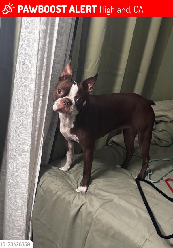 Lost Female Dog last seen Silver creek mobile homes-between victoria and sterling, Highland, CA 92346