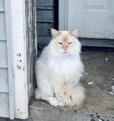 Lost Male Cat last seen W Highway 54, Kootenai County, ID 83801