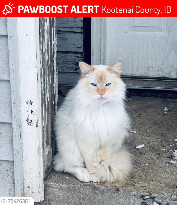 Lost Male Cat last seen W Highway 54, Kootenai County, ID 83801
