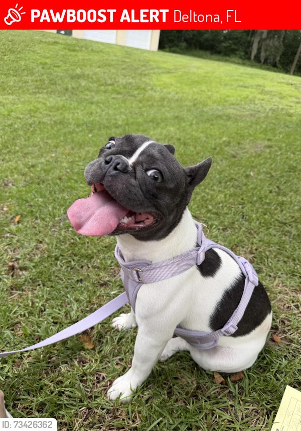 Lost Female Dog last seen Near Providence Blvd, Deltona, FL 32725