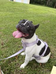 Lost Female Dog last seen Near Providence Blvd, Deltona, FL 32725