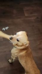 Lost Male Dog last seen Eagle Creek trailer park, Estacada, OR 97023