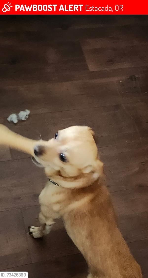 Lost Male Dog last seen Eagle Creek trailer park, Estacada, OR 97023