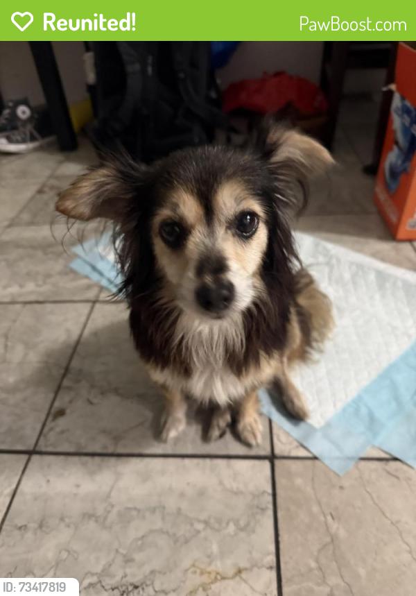 Reunited Female Dog last seen Shatto 39, Los Angeles, CA 90005