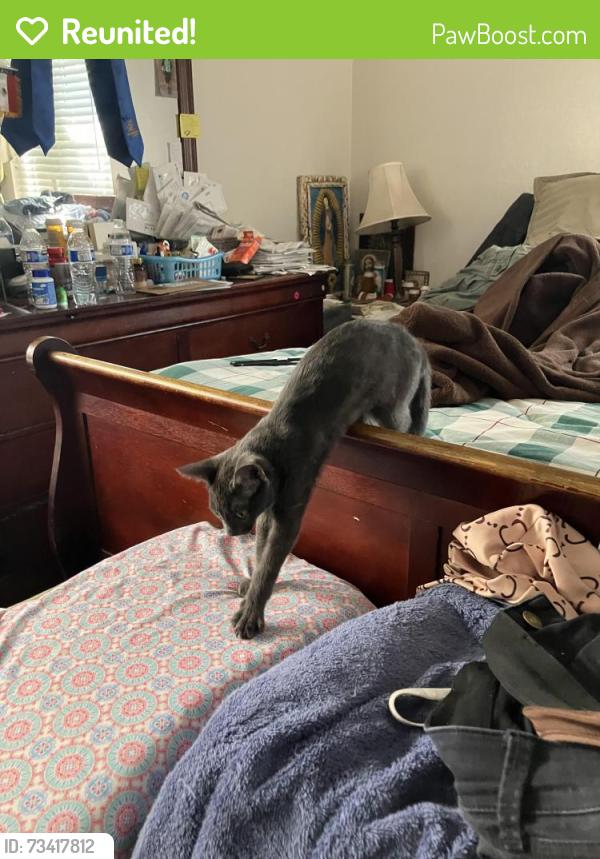 Reunited Female Cat last seen Stanley way, Escondido, CA 92027
