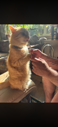Lost Female Cat last seen Bornstedt, Sandy, OR 97055