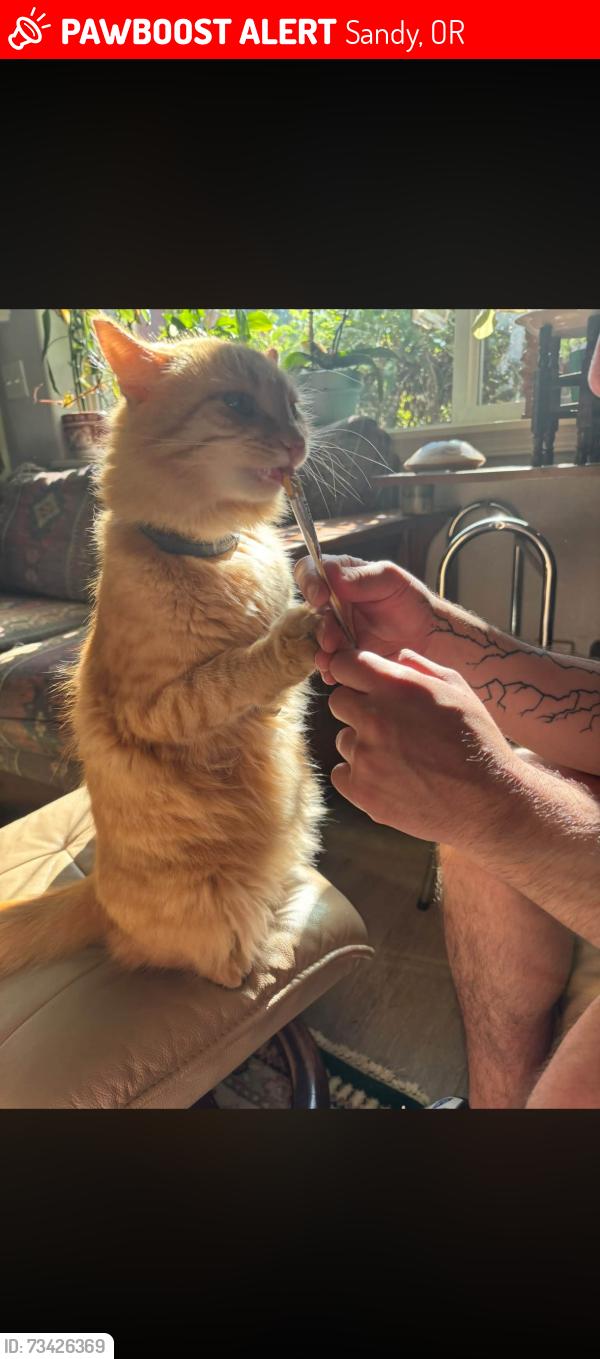 Lost Female Cat last seen Bornstedt, Sandy, OR 97055