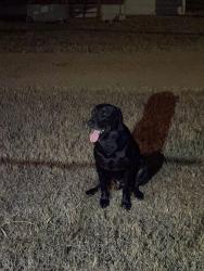 Found/Stray Male Dog last seen highline drive, 304, Bastrop County, TX 78602