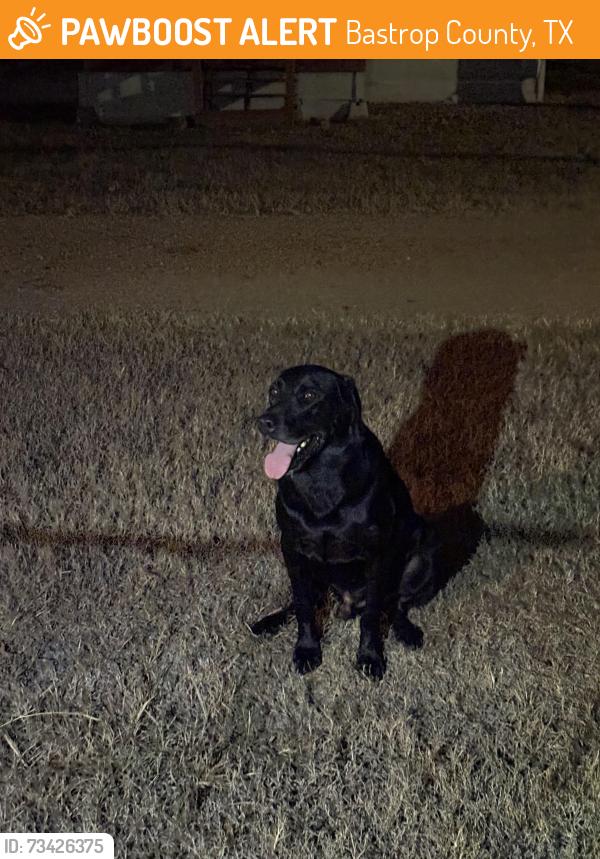 Found/Stray Male Dog last seen highline drive, 304, Bastrop County, TX 78602
