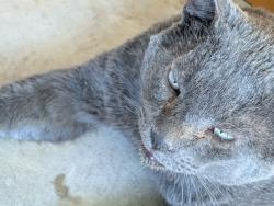 Lost Male Cat last seen Soboba rd, San Jacinto, CA 92583