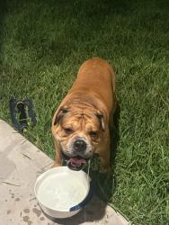 Found/Stray Male Dog last seen Big Rivers Rd Splendora, TX 77372 United States, Montgomery County, TX 77357