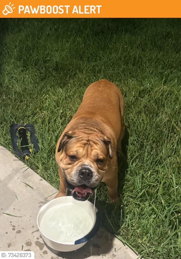 Found/Stray Male Dog last seen Big Rivers Rd Splendora, TX 77372 United States, Montgomery County, TX 77357