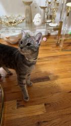 Found/Stray Male Cat last seen royalty deli grocery, The Bronx, NY 10452