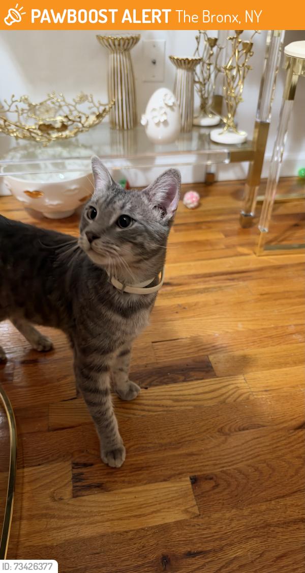Found/Stray Male Cat last seen royalty deli grocery, The Bronx, NY 10452
