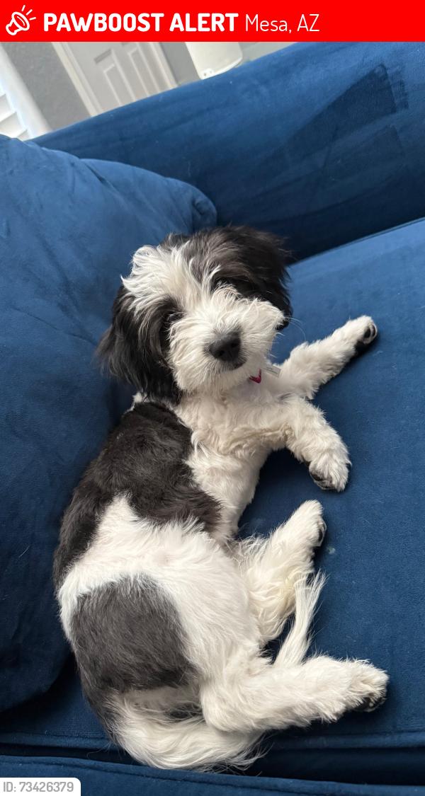 Lost Female Dog last seen 98th st and pueblo, Mesa, AZ 85208