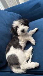 Lost Female Dog last seen 98th st and pueblo, Mesa, AZ 85208