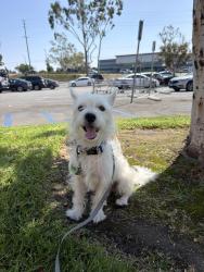 Found/Stray Male Dog last seen W Lincoln Ave and N Beach Blvd, Buena Park, CA 90620