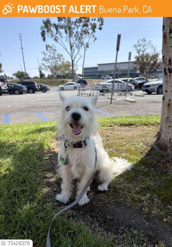 Found/Stray Male Dog last seen W Lincoln Ave and N Beach Blvd, Buena Park, CA 90620