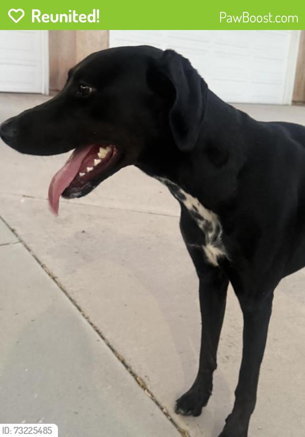 Reunited Male Dog last seen Point Judith St, Fontana, CA 92336, USA, Fontana, CA 92336
