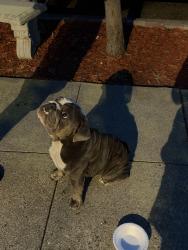 Reunited Unknown Dog last seen Havenscourt Blvd, Oakland, CA, USA, Oakland, CA 94605