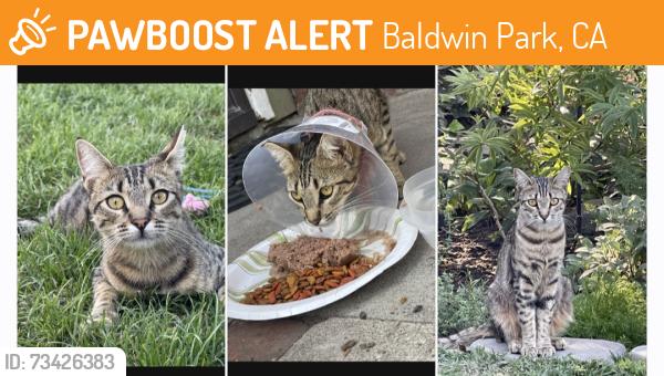 Found/Stray Female Cat last seen Big Dalton Ave, Baldwin Park, CA 91706