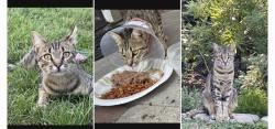 Found/Stray Female Cat last seen Big Dalton Ave, Baldwin Park, CA 91706