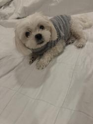 Lost Male Dog last seen Paddock and corral circle, San Ramon, CA 94583
