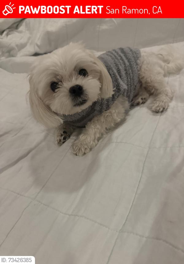 Lost Male Dog last seen Paddock and corral circle, San Ramon, CA 94583