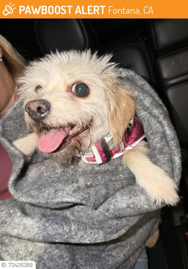 Found/Stray Female Dog last seen East liberty parkway, Fontana, CA 92336