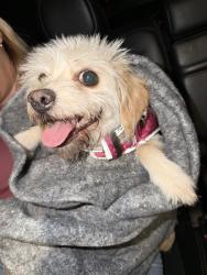 Found/Stray Female Dog last seen East liberty parkway, Fontana, CA 92336