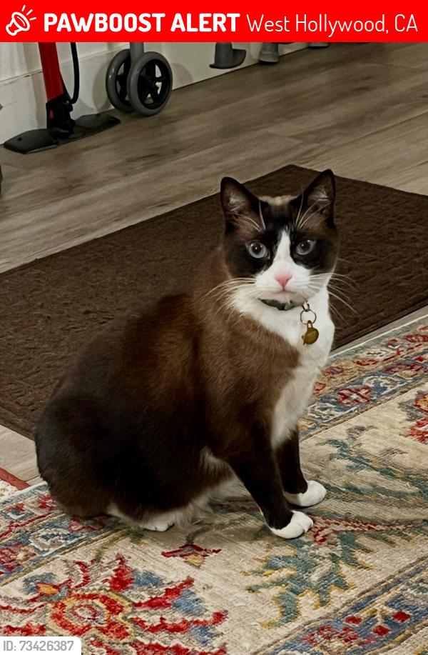 Lost Female Cat last seen Near n La Cienega headed north, West Hollywood, CA 90069