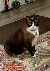 Lost Female Cat last seen Near n La Cienega headed north, West Hollywood, CA 90069