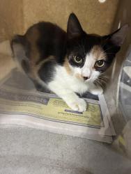 Shelter Stray Female Cat last seen , 957 N Gaffey St, San Pedro, CA 90731, USA