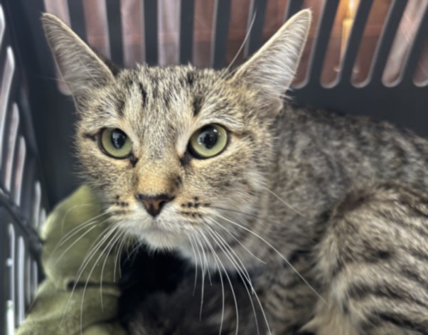Shelter Stray Female Cat last seen , 957 N Gaffey St, San Pedro, CA 90731, USA
