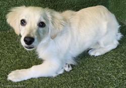 Shelter Stray Female Dog last seen , 5210 W Ave I, Lancaster, CA 93536, USA