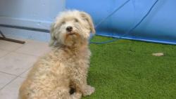 Shelter Stray Female Dog last seen , 216 W Victoria St, Gardena, CA 90248, USA