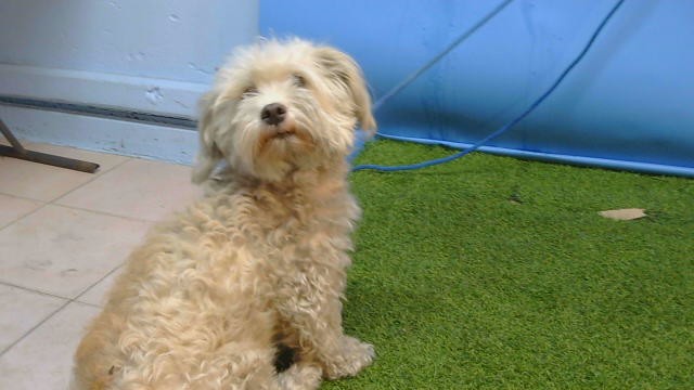Shelter Stray Female Dog last seen , 216 W Victoria St, Gardena, CA 90248, USA