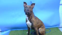 Shelter Stray Female Dog last seen , 216 W Victoria St, Gardena, CA 90248, USA