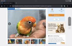 Lost Unknown Bird last seen Highgate, West Midlands, England B12