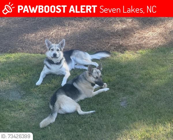 Lost Male Dog last seen Leewood Court, Seven Lakes, NC 27376