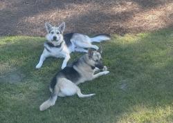 Lost Male Dog last seen Leewood Court, Seven Lakes, NC 27376