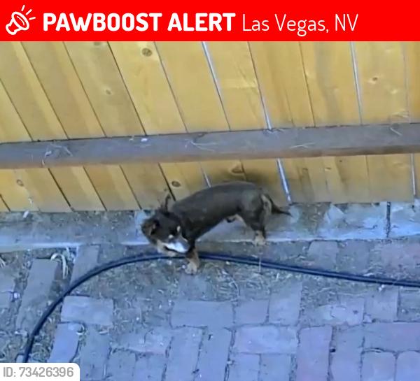 Lost Male Dog last seen Peyton Drive Las Vegas, Las Vegas, NV 89104