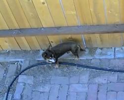 Lost Male Dog last seen Peyton Drive Las Vegas, Las Vegas, NV 89104