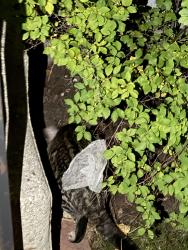 Found/Stray Unknown Cat last seen Near st, Calgary, AB 
