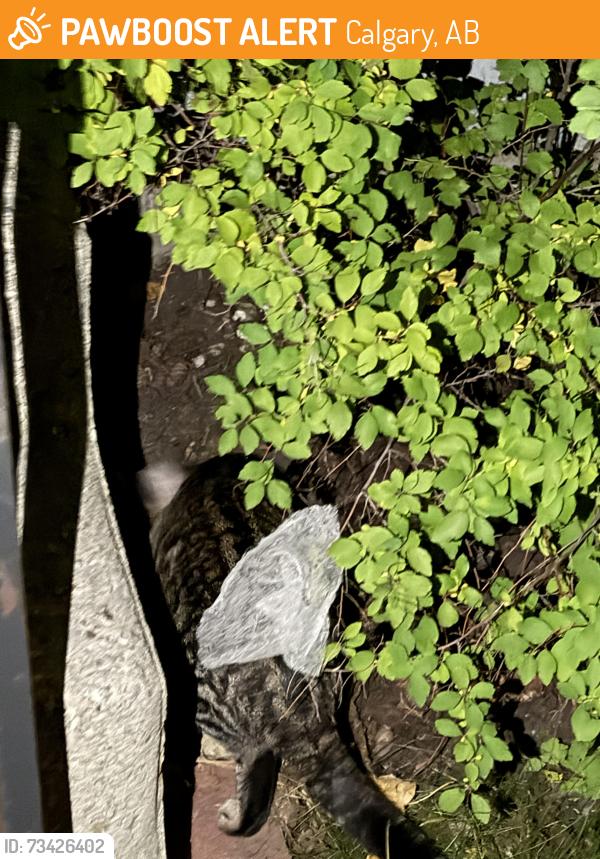 Found/Stray Unknown Cat last seen Near st, Calgary, AB 