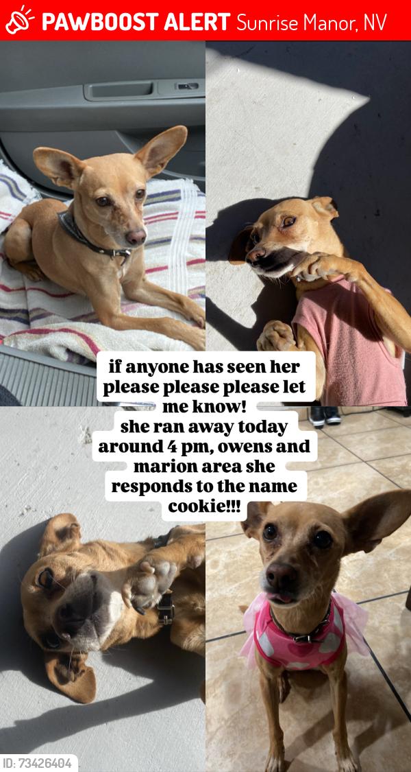 Lost Female Dog last seen Marion and Owen’s by Z’s market, Sunrise Manor, NV 89115