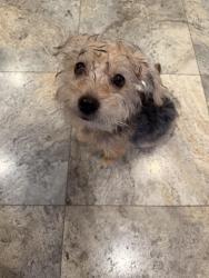 Found/Stray Female Dog last seen Pocket and Greenhaven, Sacramento, CA 95831